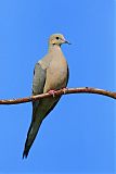 Mourning Dove